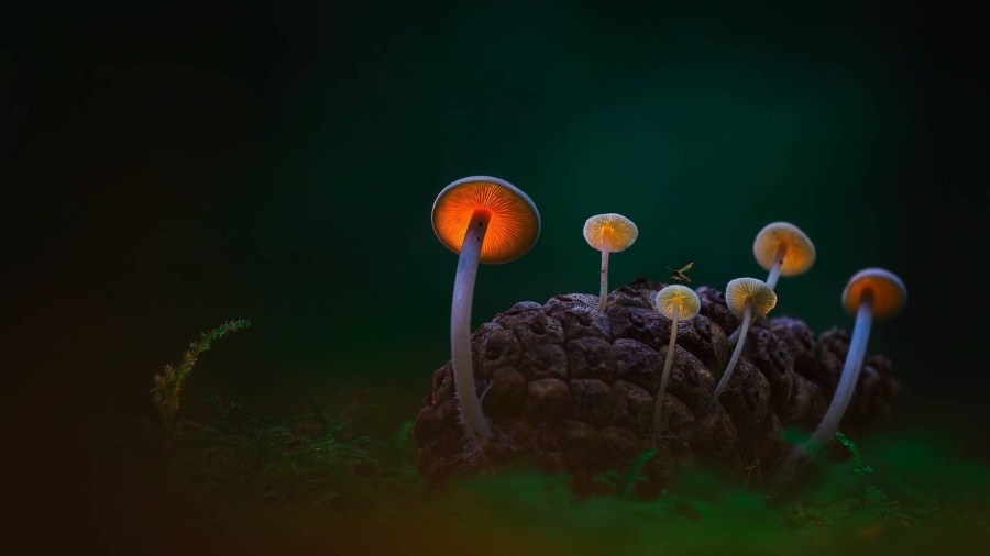 登海尔德近郊、黑暗沙丘中的蘑菇