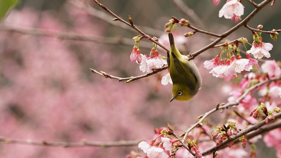 一只在樱花树上嬉戏的绿绣眼（? Reece Cheng/500px）