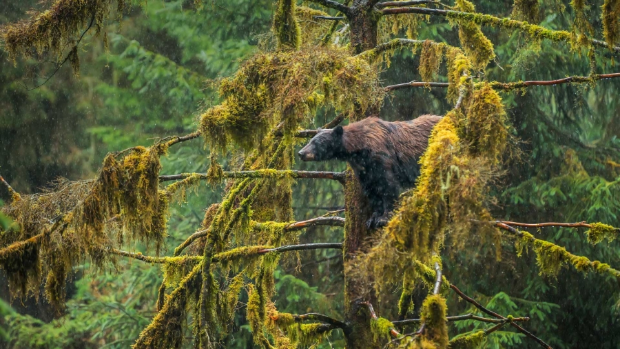 阿拉斯加州 、一只在Tongass国家森林公园的成年黑熊