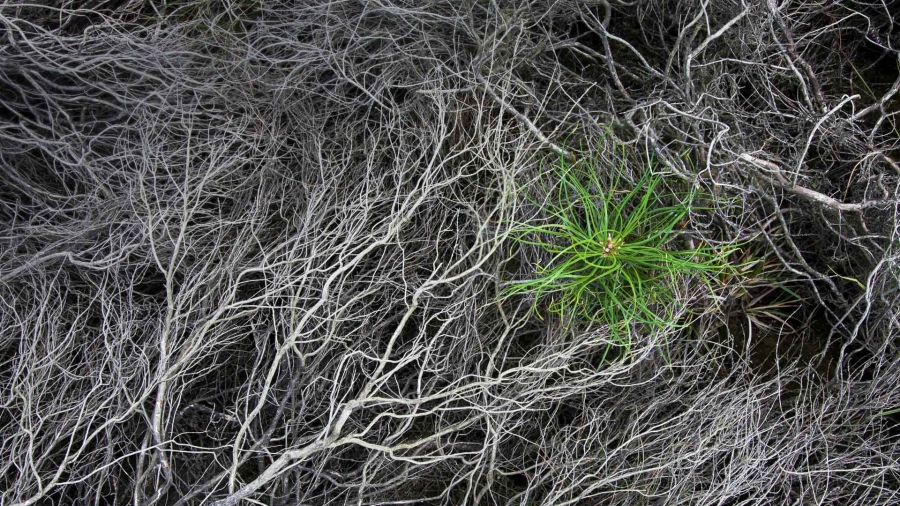 Strabrechtse Heide、被烧焦的石南花中一颗刚萌芽的松树苗