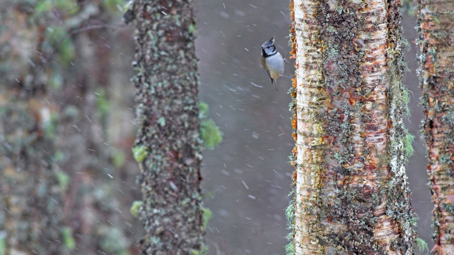 苏格兰 、一只经受暴风雨的冠山雀