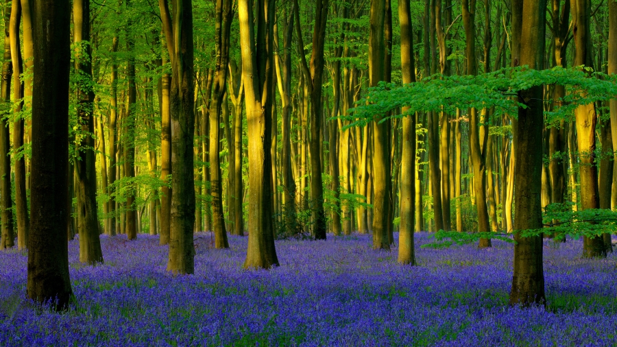 英国汉普郡 、Micheldever Wood的蓝铃花