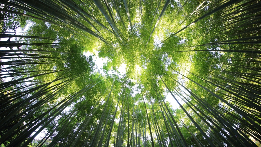 古瓦哈提的竹子、印度阿萨姆邦 
