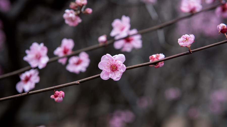 中国的梅花 