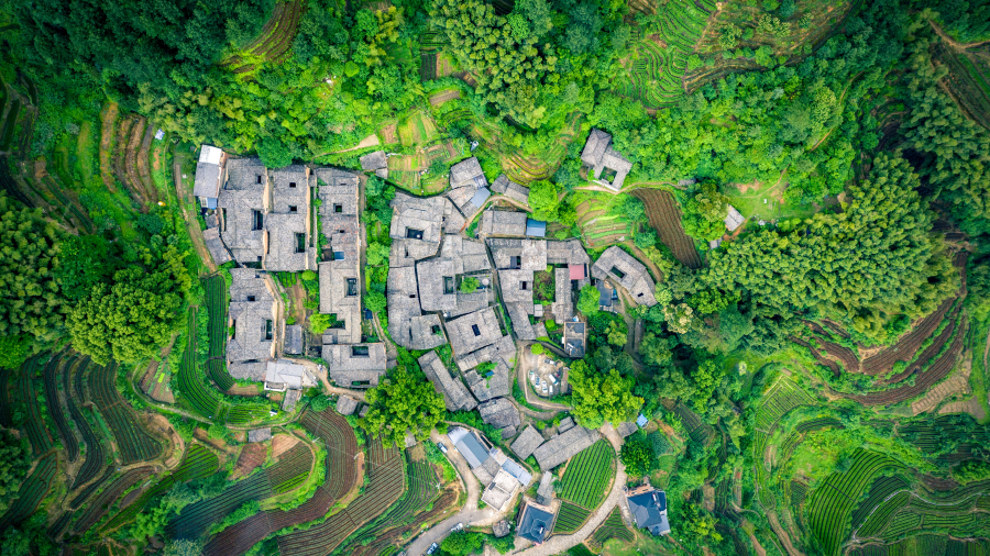 杨家塘村茶园，松阳县，中国 
