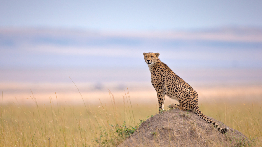 马赛马拉国家保护区的猎豹, 纳罗克, 肯尼亚