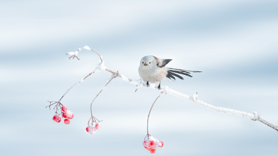 栖息在树枝上的北长尾山雀,大庆市,中国黑龙江省