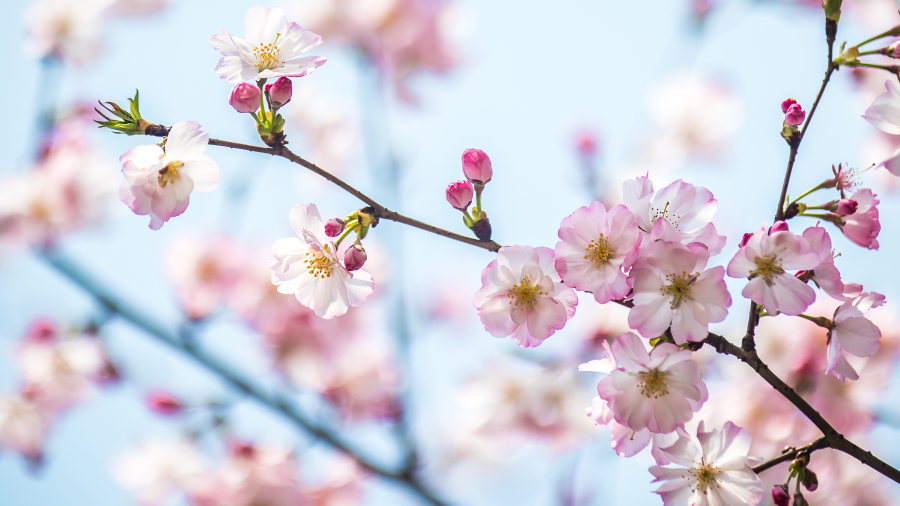春日樱花，上海，中国 