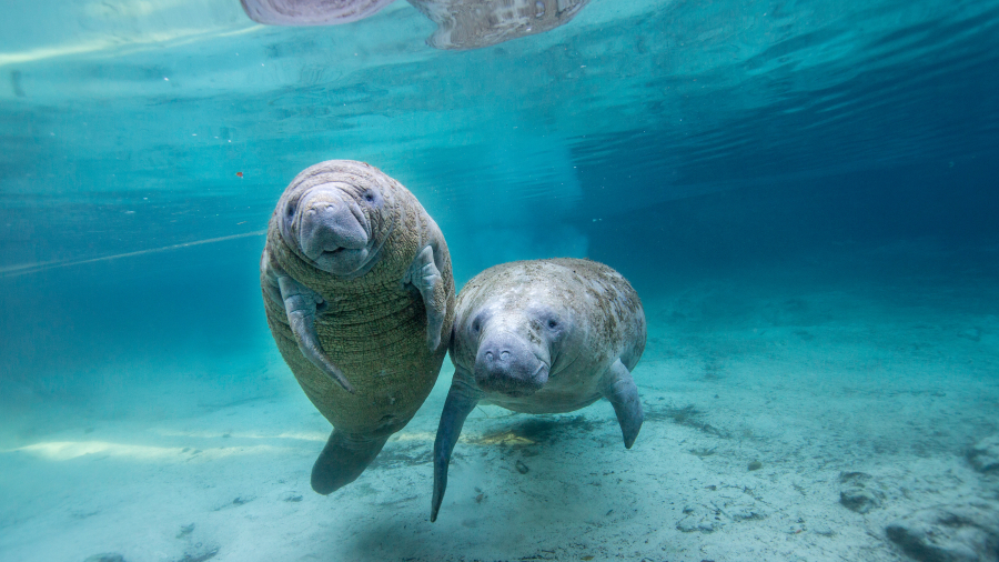 淡水泉中的幼年海牛,水晶河,佛罗里达州,美国